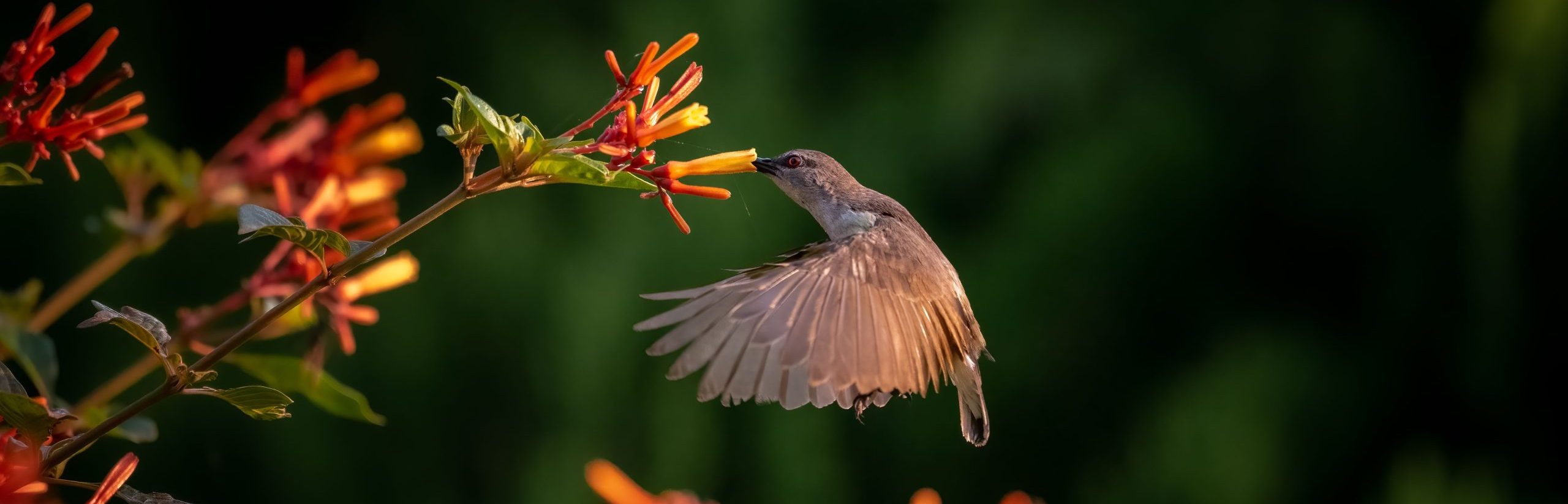 Closeup of a Hummingbird near a Firebush plant